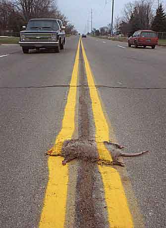 ROADKILL.JPG (14889 bytes)